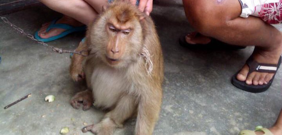 Trip nach Panare und Visarun nach Kuala Lumpur