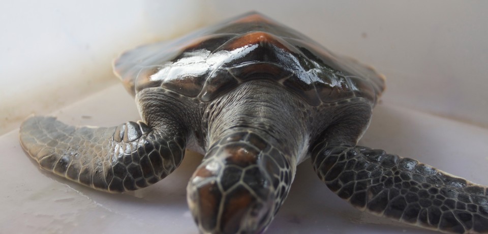 Turtle in dry tank